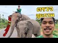 โดนตบ!! พาแม่ลูกมาตรวจสุขภาพ แต่ลูกดื้อเกิน... elephant thailand