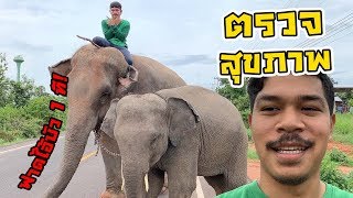 โดนตบ!! พาแม่ลูกมาตรวจสุขภาพ แต่ลูกดื้อเกิน... elephant thailand