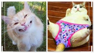 Funny Cats Compilation 😹: A Collection of the Weirdest and Laugh Out Loudiest Moments 😂😂😂 by Catalogue 55 views 1 year ago 1 minute, 30 seconds