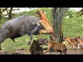 Very dangerous! Mother Buffalo Risked Her Life To Fight Madly With Bloodthirsty Hyenas To Save Calf