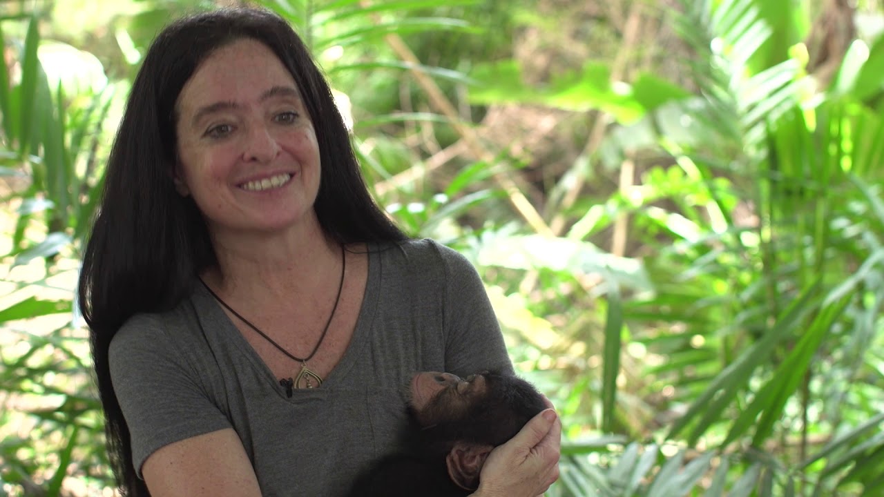 lindsey chimp school