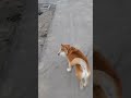 お散歩が嬉しすぎてお尻プリプリしちゃう柴犬14歳