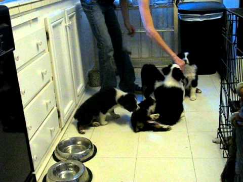 cute-all-star-mini-aussie-puppies-showing-off-their-tricks-at-7-weeks-old!-allstarminiaussies.com