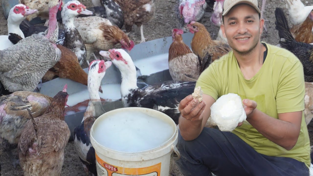 وداعاً جميع انواع الاسهال ونقص الوزن عند البط والفراخ مع أقوى وصفه للقضاء على الفيروس بالاعشاب