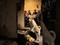 小狗闻到锅里有毒,拯救了一家人A little dog saved a family by smelling the poison in the pot.