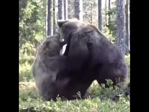 Видео медведи против. Медвежата дерутся. Медведи дерутся за территорию.