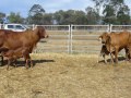 27 Stud Brahman Cows & Calves