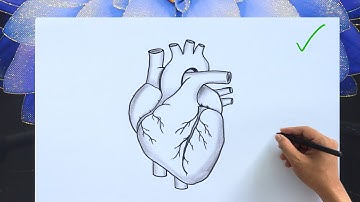 How to Draw a Human Heart | Easy Anatomy Diagram with Labels |Human Heart Drawing