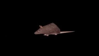 Angry Rat Game screenshot 1