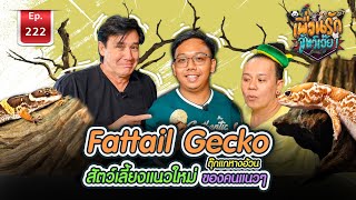 เพื่อนรักสัตว์เอ๊ย I Fattail Gecko สัตว์เลี้ยงแนวใหม่ ของคนแนวๆ (ตุ๊กแกหางอ้วน) Ep.222