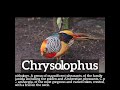 What is Chrysolophus? | How Does Chrysolophus Look? | How to Say Chrysolophus in English?