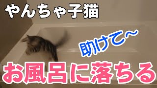 4ヵ月のドジな仔猫がお風呂に落ちる