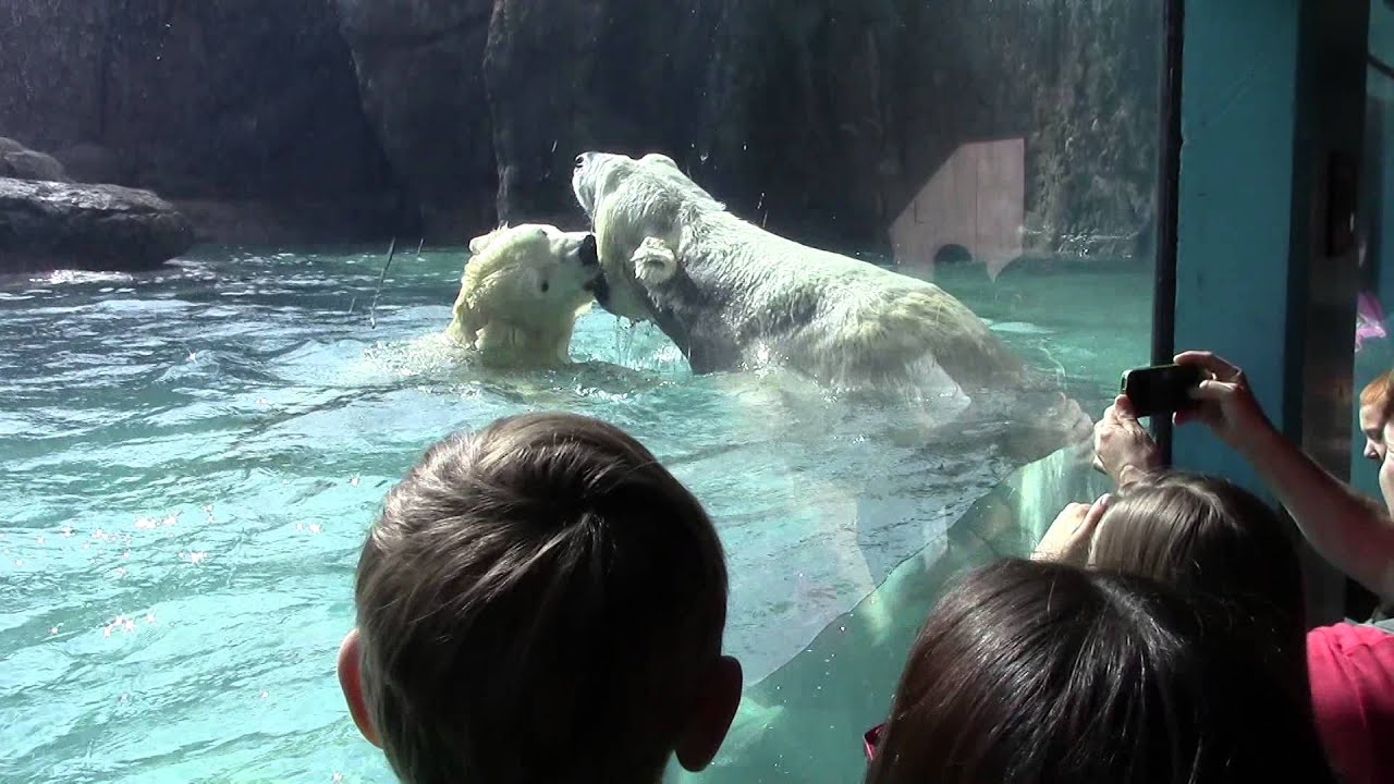 Polar Bears Getting to Know Each Other (2016_02_21 from Underwater Viewing Glass)