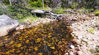 Trout Fishing In Crystal Clear Water