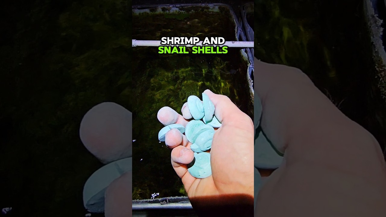 What we fed the shrimp tubs before we travel #travel #shrimp #food #aquariumcoop #neocaridina
