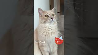 にゃんプロ｜第七審査「自撮りチャレンジ」エントリーナンバー2