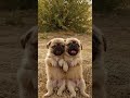 Tiny Pug Puppy Almost Hit by Motorcycle 😱 Hero Saves the Day! 🐶❤️#AnimalRescue #CutePuppy #PugLovers