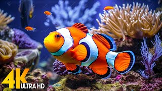 Aquarium 4K VIDEO (ULTRA HD)   Beautiful Coral Reef Fish  Relaxing Sleep Meditation Music #60