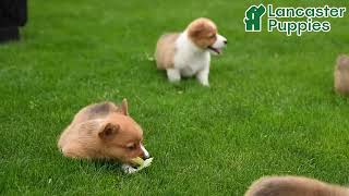 Lovable Welsh Corgi Puppies