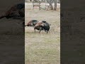 Beautiful moment with wild Turkeys and the DiVinci bridge