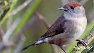 صوت عصفور التين السقلين للصيد  روعة فعال ١٠٠  سمعها