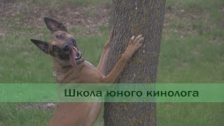 Школа юного кинолога Школа юного кинолога