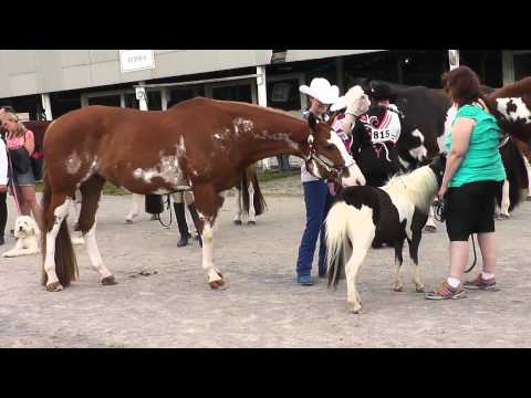 Video: Կուբացի Pinto Horse ցեղատեսակը հիպոալերգենային, առողջության և կյանքի տևողություն է