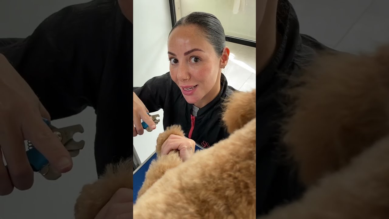 Tutorial How To Cut Dark Dog Nails Doggrooming Doggroomingforbeginners