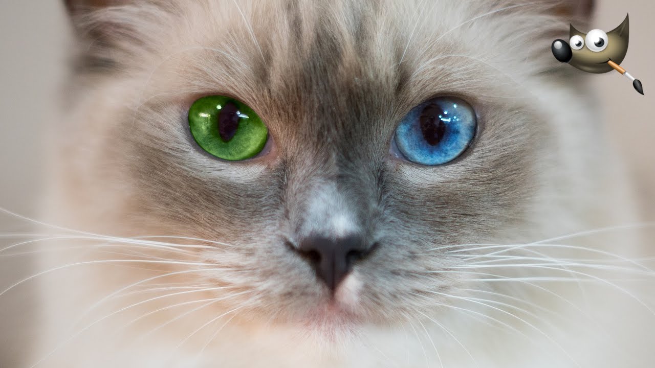 How To Colour Eyes In Gimp | Gimp LCH Colour Mode