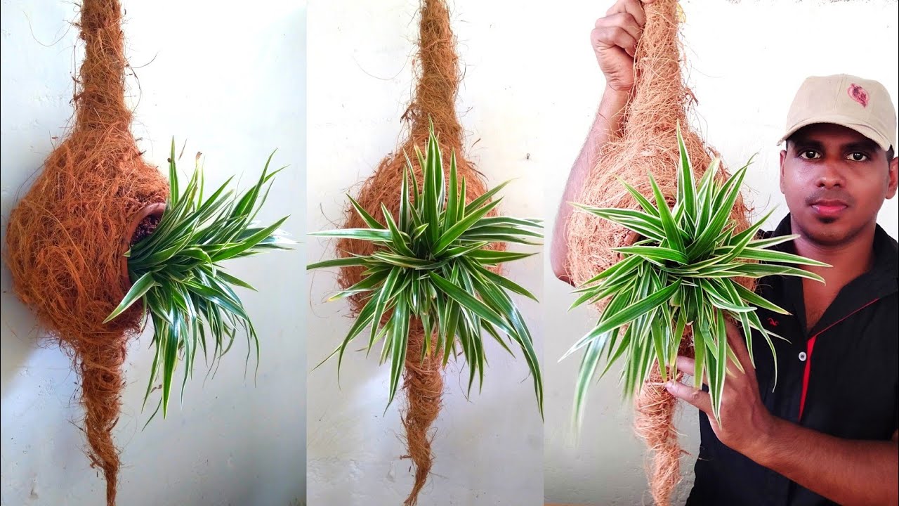 Hand Made Engineer Bird Nest Planter Baya weaver Nest Planter DIY