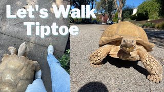 Taking my 175 pound tortoise for a walk