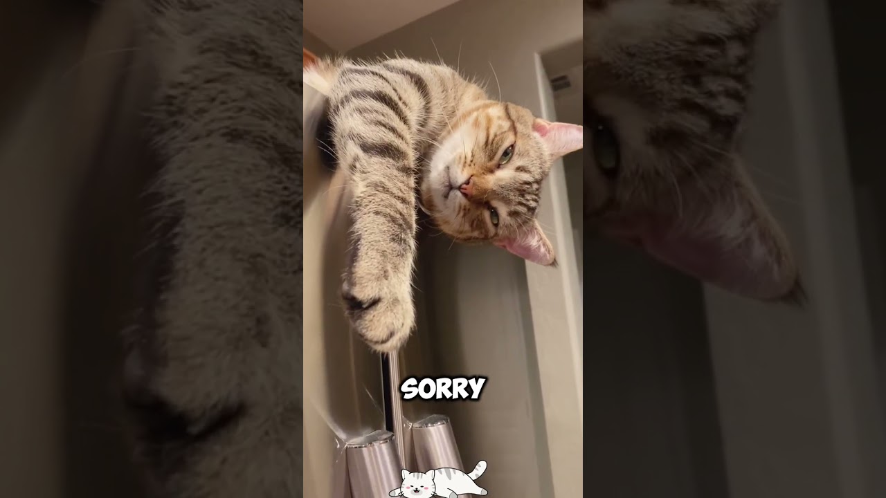 Stop Blaming Your Cat! 🤯 (They're Actually APOLOGIZING)