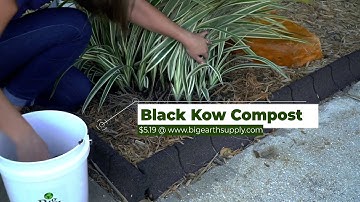 How to Add Compost to Existing Plants: Black Kow Compost + Fresh Mulch