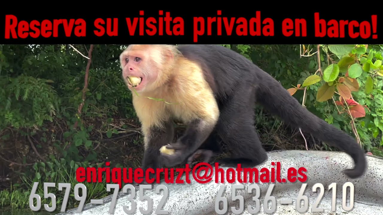 Isla de Monos Panama - Private Boat Trip