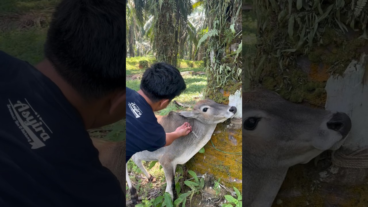 Penyuntikan pemacu pertumbuhan pada sapi kerdil 
