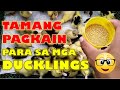 ANO BA ANG TAMANG PAGKAIN PARA SA MGA DUCKLINGS |DUCK FARMING VLOG