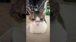 Por que os gatos ARRANHAM as coisas? 😺