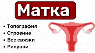 Анатомия матки: строение матки, топография матки, связки матки, анатомия женская половая система