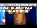 Красно-пёстрая порода коров | Мясомолочное животноводство | Разведение и содержание коров