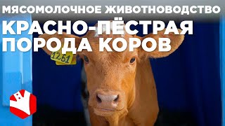 Красно-пёстрая порода коров | Мясомолочное животноводство | Разведение и содержание коров