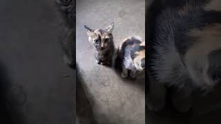 Cute Kittens cutepets youcart cats pets lavrador cat