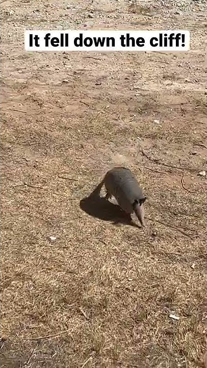 Can armadillos survive being run over