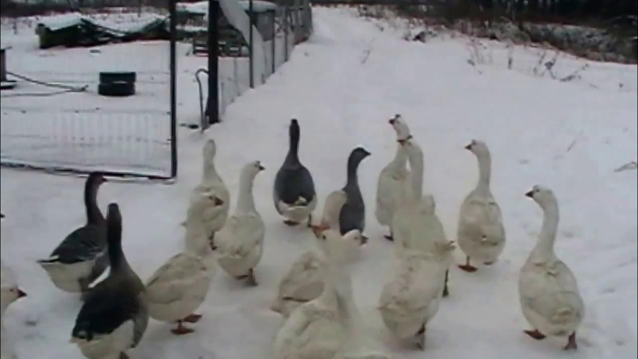 Разводить гусей кур. Куриные гуси залетели в мой дом.