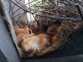 Squirrel nest in a window frame.