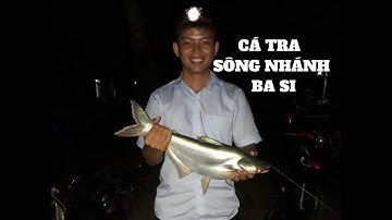 Câu Cá Trà Vinh Tập 5: Địa Điểm Cá Tra Ục Như Cơm Sôi