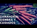 Zanahoria: Siembra Crecimiento y Cuidado Parte 1