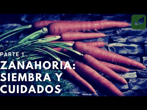 Vídeo: ¿Por Qué Las Zanahorias Crecen Mal? Razones Y Qué Hacer. Foto