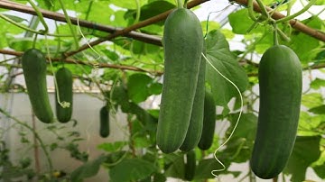 How To Harvest Cucumber? Cucumber Cultivation and Farming Technique Step By Step Harvesting Cucumber