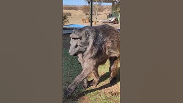 Cindy the Baboon is taking herself to bed! 🐒❤