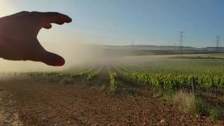 Azufre y cobre en espolvoreo, control de oídio, mildiu y black rot